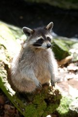Northern Raccoon standing on a tree trunk