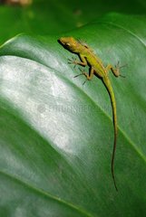 Anolis on a sheet in Guadeloupe
