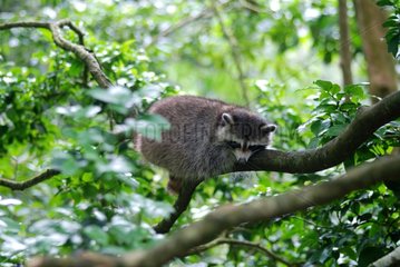 Raccoon sleeping on a tree branch