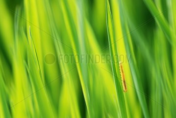 Sawfly larvae on a blade of grass along the Loire