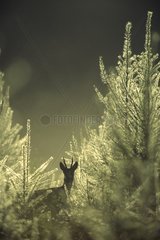 Roe deer in undergrowth Belgium