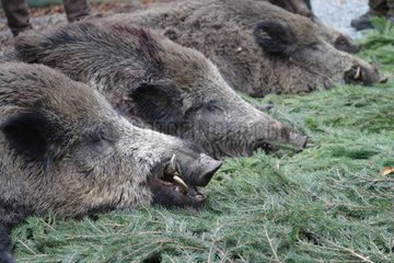 Wild boars hunted in Ardenne's forest in Belgium