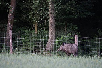 Wild boar in a cereal field Belgium