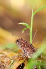 African Common Toad La Reunion island