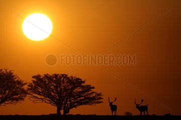 Fallow dears at sunset in Sweden