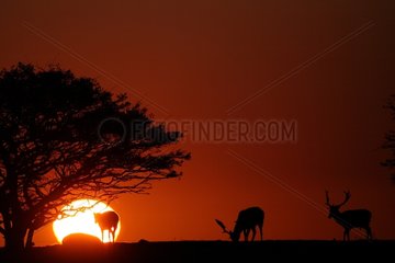 Fallow dears grazing at sunset in Sweden