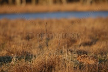 European hare in Sweden