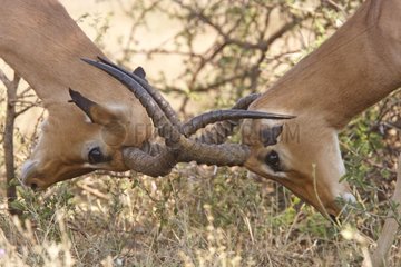 Male Impalas fight Kruger National Park South Africa