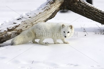 Arctic fox near a tree trunk in the United States