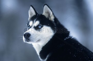 Porträt eines Schlittenhundes im Winter Savoie Frankreich