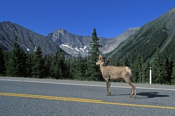 Male of bighorn sheep in the middle of a road Canada