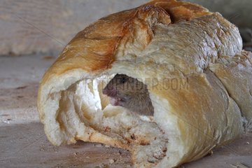 House Mouse in a piece of bread