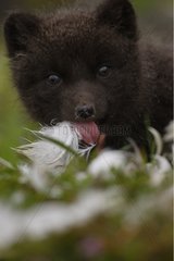 Arctic Fox Cub beißs ein Feder -Island