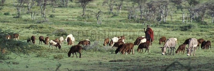 Masai and his herd Olduvaï Region of Tanzania