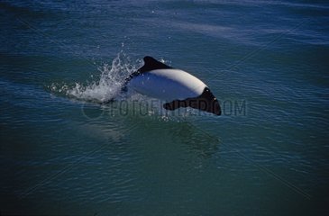 Commerson's dolphin is porpoising Patagonia Argentina