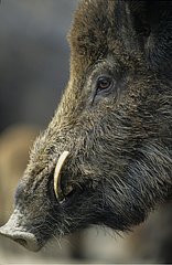 Portrait of a male Wild boar in Belgium