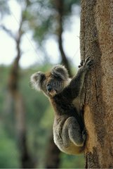 Koala climbing along a trunc Australia