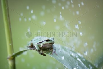 Tree frog on a leaf under rain fall Bulgaria