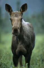 Portrait of a female Moose Denali NP Alaska