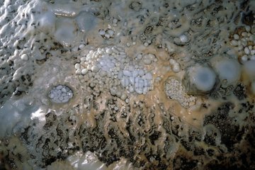 Perlen von Höhlen in verschiedenen Phasen ihres Lebens Mineral