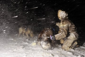 Inuit -Mann  der seine Schlittenhunde Grönland füttert
