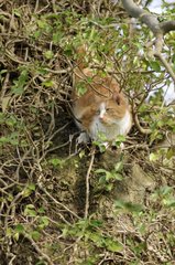 Männliche rote Tabby -Europäische Katze auf einem Baum in einem Garten Frankreich
