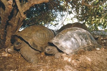 Aldabra ruhende Schildkrötengruppe Aldabra Seychellen