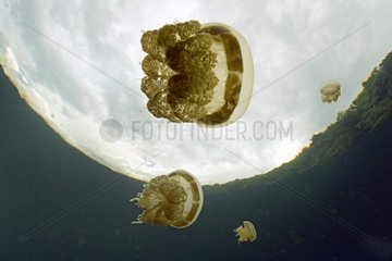 Papuan jellyfishes swimming Kakaban Indonesia