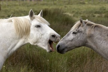 Horse camarguais Galician Camargue France