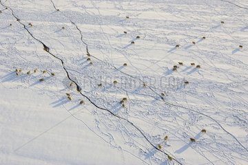 Air shot of a herd of sheep grazing in a field France