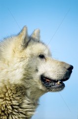 Profile of a dog of eskimo Baffin island