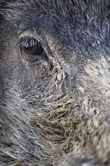Glance of male boar in winter Normandy France