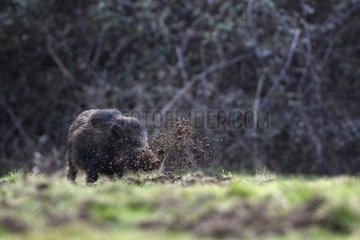 Boar burrowing in a clearing in winter France