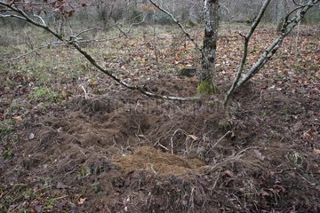 Boar mining beneath a tree in winter Sologne France