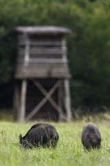 Wild Boars feeding in a meadow near a mirador France