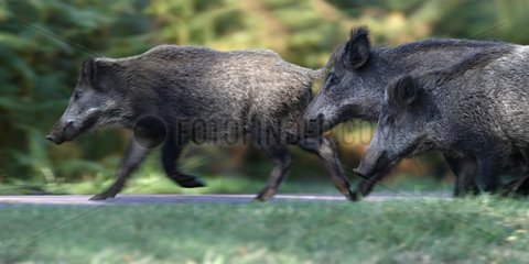 Wild Boars running on a road Chambord estate France