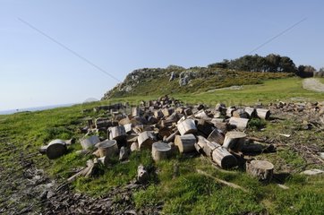 Cut logs on the coast Cies Islands Galicia Spain