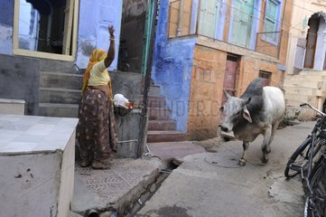 Cow walking in a street of Jodhpur in India