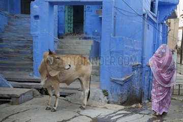 Cow and woman in a street of Jodhpur in India
