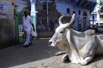 Cow lying in a street of Jodhpur in India