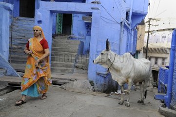 Cow and woman in sari in a street of Jodhpur in India