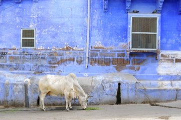 Cow in a street of Jodhpur in India