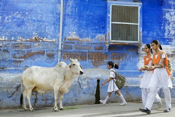 Cow and school children in a street of Jodhpur in India