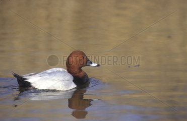 Male Common pochard on water Europe