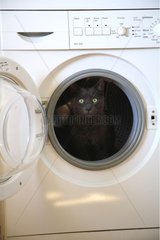 Cat sitting at the window of a washing machine