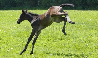 English thoroughbred Foal kicking in the stud farm meadow France