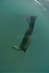 South American Sea Lion swimming in open water Argentina