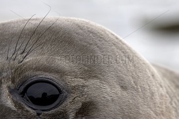 Close shot of a Northern elephant seal eye Falkland Islands