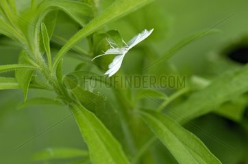 White Plume Moth on a leaf Lot France
