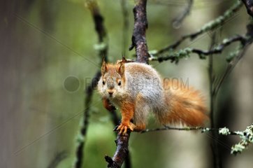 Eurasian red squirrel at spring Finland
